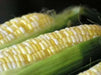 Peaches and Cream Corn Seed, Corn Hybrid Bi-Color - Caribbean garden seed