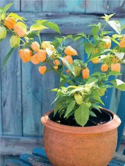Peach Scotch Bonnet ,hot  pepper seed - Capsicum chinense - Caribbean garden seed
