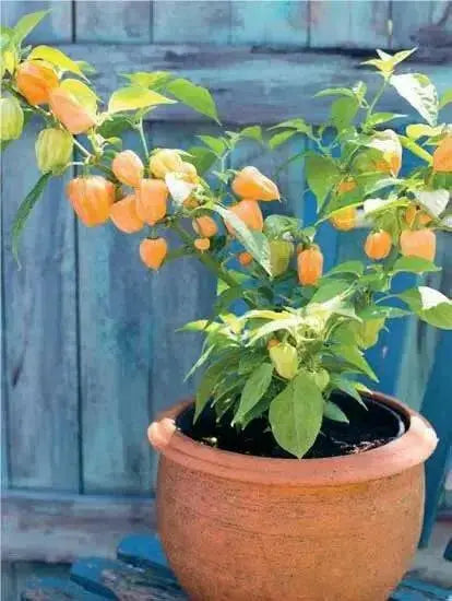 Peach Scotch Bonnet ,hot  pepper seed - Capsicum chinense - Caribbean garden seed