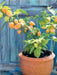 Peach Scotch Bonnet ,hot  pepper seed - Capsicum chinense - Caribbean garden seed