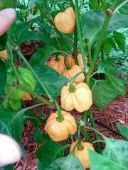 Peach Scotch Bonnet ,hot  pepper seed - Capsicum chinense - Caribbean garden seed