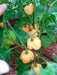 Peach Scotch Bonnet ,hot  pepper seed - Capsicum chinense - Caribbean garden seed