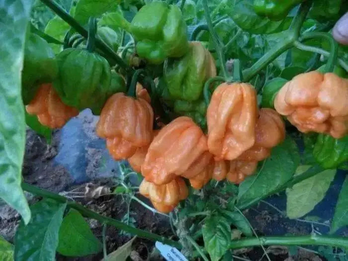 Peach Scotch Bonnet ,hot  pepper seed - Capsicum chinense - Caribbean garden seed