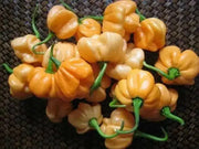 Peach Scotch Bonnet ,hot  pepper seed - Capsicum chinense - Caribbean garden seed