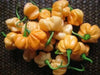 Peach Scotch Bonnet ,hot  pepper seed - Capsicum chinense - Caribbean garden seed
