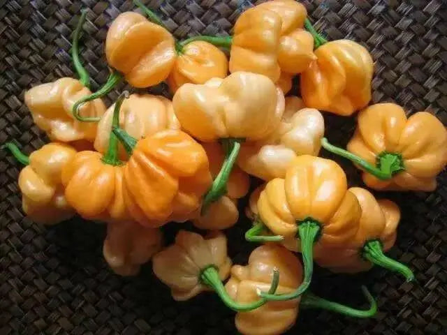 Peach Scotch Bonnet ,hot  pepper seed - Capsicum chinense - Caribbean garden seed