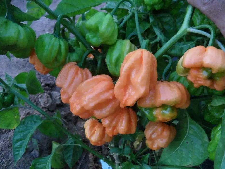 Peach Scotch Bonnet ,hot  pepper seed - Capsicum chinense - Caribbean garden seed