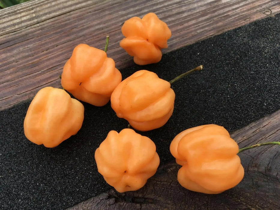 Peach Scotch Bonnet ,hot  pepper seed - Capsicum chinense - Caribbean garden seed