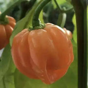 Peach Scotch Bonnet ,hot  pepper seed - Capsicum chinense - Caribbean garden seed