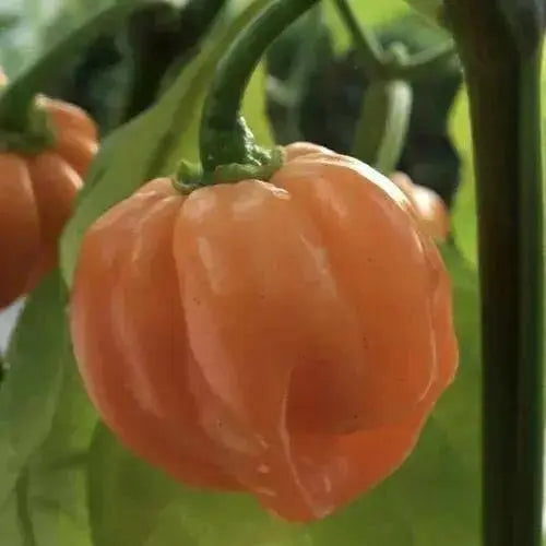 Peach Scotch Bonnet ,hot  pepper seed - Capsicum chinense - Caribbean garden seed