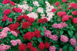 PENTAS BEEBRIGHT MIXED (PEL SEEDS) -Annual flowers - Caribbean garden seed