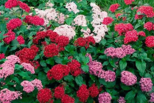 PENTAS BEEBRIGHT MIXED (PEL SEEDS) -Annual flowers - Caribbean garden seed