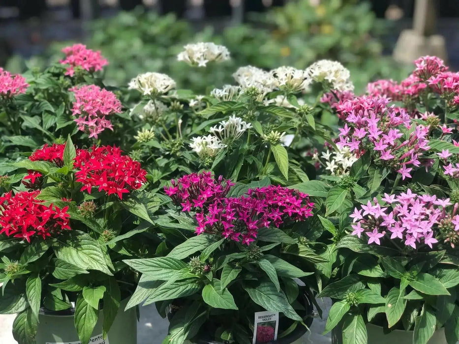 PENTAS BEEBRIGHT MIXED (PEL SEEDS) -Annual flowers - Caribbean garden seed