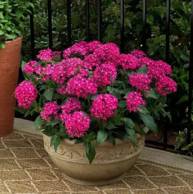 PENTAS BEEBRIGHT PINK (PEL SEEDS) -Annual flowers - Caribbean garden seed