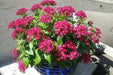 PENTAS BEEBRIGHT PINK (PEL SEEDS) -Annual flowers - Caribbean garden seed