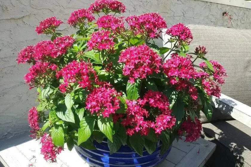 PENTAS BEEBRIGHT PINK (PEL SEEDS) -Annual flowers - Caribbean garden seed