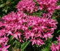 PENTAS BEEBRIGHT PINK (PEL SEEDS) -Annual flowers - Caribbean garden seed