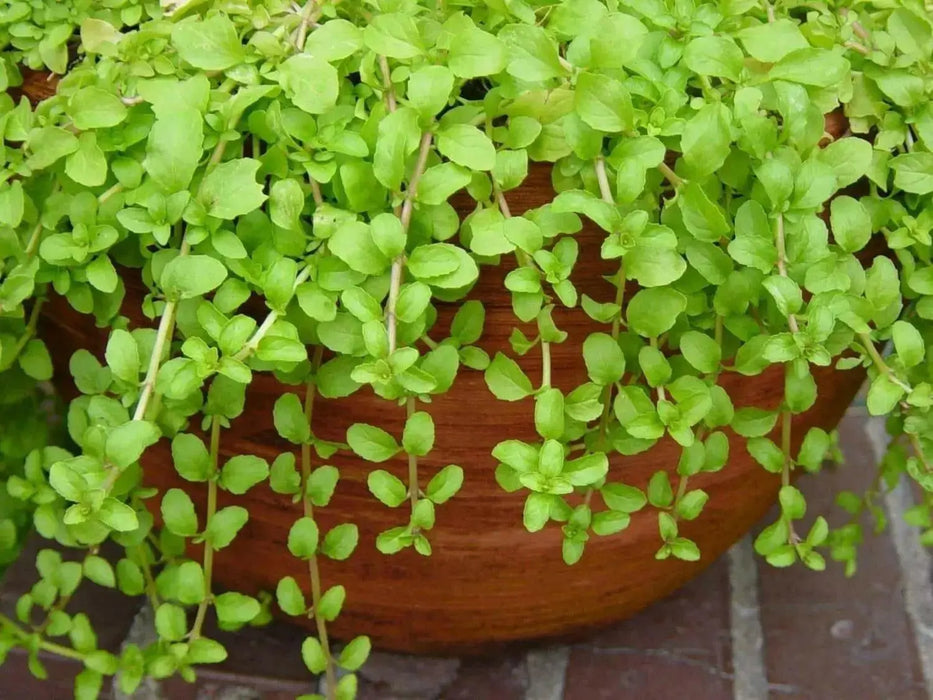 Pennyroyal Mint SEEDS (Mentha pulegium) - Caribbean garden seed