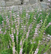 Pennyroyal Mint SEEDS (Mentha pulegium) - Caribbean garden seed