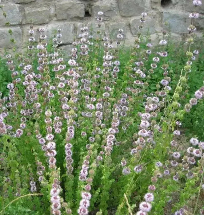 Pennyroyal Mint SEEDS (Mentha pulegium) - Caribbean garden seed