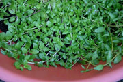 Pennyroyal Mint SEEDS (Mentha pulegium) - Caribbean garden seed