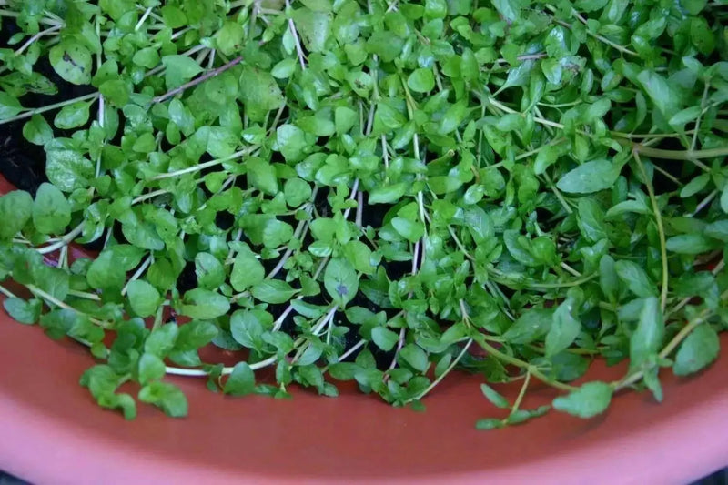 Pennyroyal Mint SEEDS (Mentha pulegium) - Caribbean garden seed