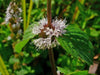 Pennyroyal Mint SEEDS (Mentha pulegium) - Caribbean garden seed