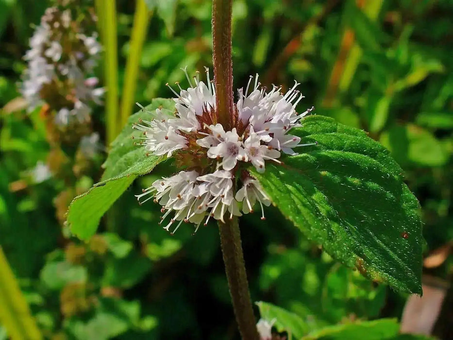 Pennyroyal Mint SEEDS (Mentha pulegium) - Caribbean garden seed