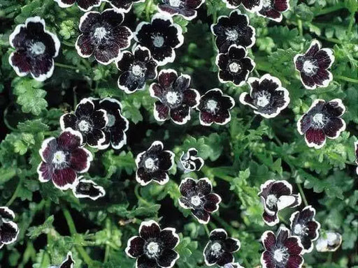 Pennie Black FLOWER SEEDS ,Nemophila Discoidalis ,Perfect for containers, - Caribbean garden seed