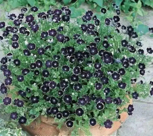 Pennie Black FLOWER SEEDS ,Nemophila Discoidalis ,Perfect for containers, - Caribbean garden seed