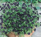 Pennie Black FLOWER SEEDS ,Nemophila Discoidalis ,Perfect for containers, - Caribbean garden seed