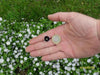 Pennie Black FLOWER SEEDS ,Nemophila Discoidalis ,Perfect for containers, - Caribbean garden seed