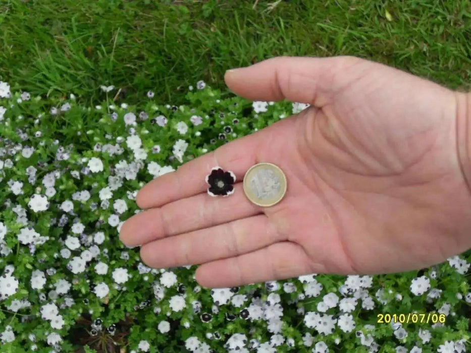 Pennie Black FLOWER SEEDS ,Nemophila Discoidalis ,Perfect for containers, - Caribbean garden seed