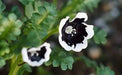 Pennie Black FLOWER SEEDS ,Nemophila Discoidalis ,Perfect for containers, - Caribbean garden seed