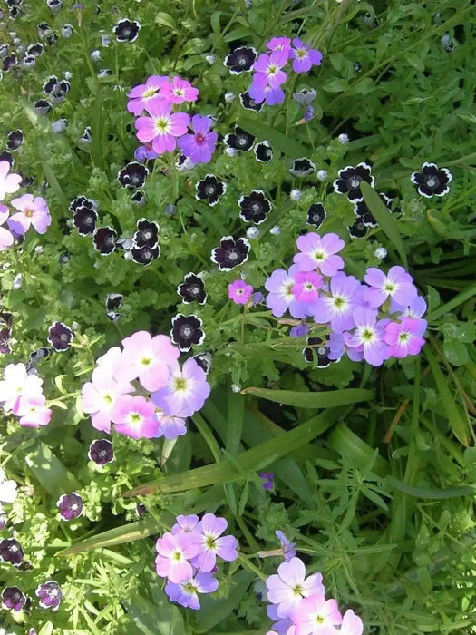 Pennie Black FLOWER SEEDS ,Nemophila Discoidalis ,Perfect for containers, - Caribbean garden seed