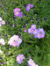 Pennie Black FLOWER SEEDS ,Nemophila Discoidalis ,Perfect for containers, - Caribbean garden seed