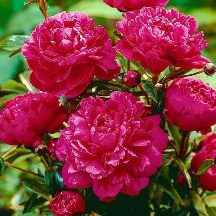 PEONY kansas (Bareroots Plant) 3-4 Eyes, Perennial Shrub. - Caribbean garden seed