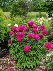 PEONY kansas (Bareroots Plant) 3-4 Eyes, Perennial Shrub. - Caribbean garden seed