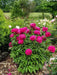 PEONY kansas (Bareroots Plant) 3-4 Eyes, Perennial Shrub. - Caribbean garden seed