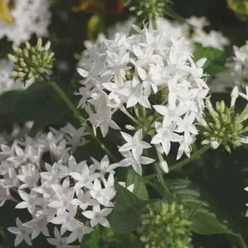 PENTAS BEEBRIGHT WHITE (PEL SEEDS) Annual flowers - Caribbean garden seed