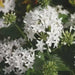 PENTAS BEEBRIGHT WHITE (PEL SEEDS) Annual flowers - Caribbean garden seed
