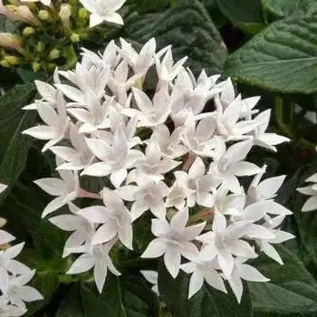 PENTAS BEEBRIGHT WHITE (PEL SEEDS) Annual flowers - Caribbean garden seed