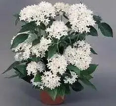 PENTAS BEEBRIGHT WHITE (PEL SEEDS) Annual flowers - Caribbean garden seed