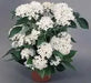 PENTAS BEEBRIGHT WHITE (PEL SEEDS) Annual flowers - Caribbean garden seed