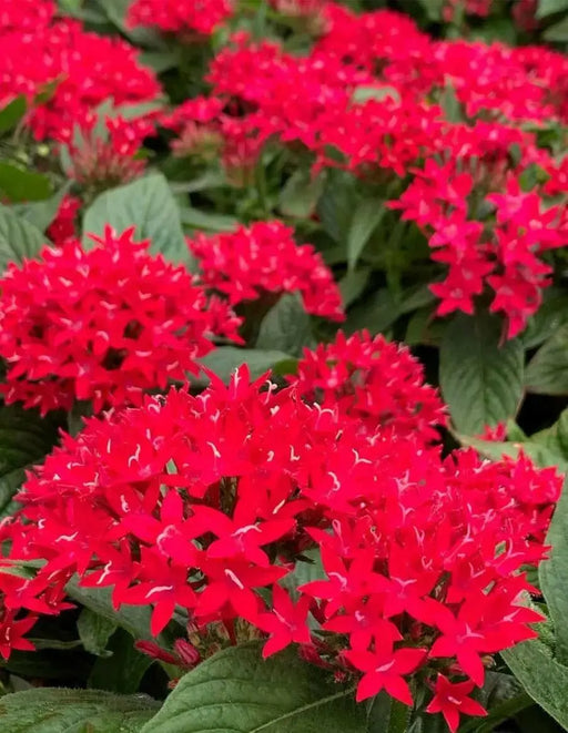 PENTAS BEEBRIGHT RED (PEL SEEDS) Annual flowers - Caribbean garden seed