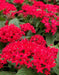 PENTAS BEEBRIGHT RED (PEL SEEDS) Annual flowers - Caribbean garden seed