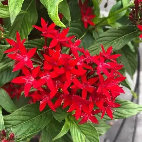 PENTAS BEEBRIGHT RED (PEL SEEDS) Annual flowers - Caribbean garden seed