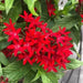 PENTAS BEEBRIGHT RED (PEL SEEDS) Annual flowers - Caribbean garden seed