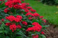 PENTAS BEEBRIGHT RED (PEL SEEDS) Annual flowers - Caribbean garden seed
