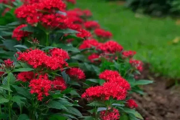 PENTAS BEEBRIGHT RED (PEL SEEDS) Annual flowers - Caribbean garden seed